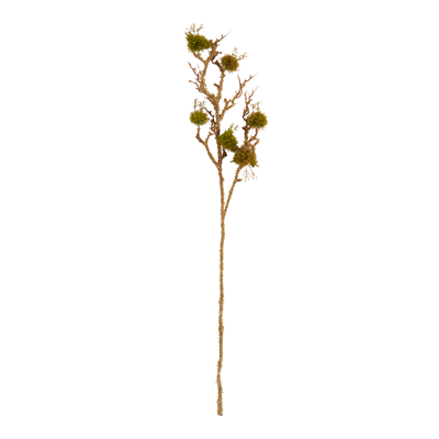 MOSS BRANCH