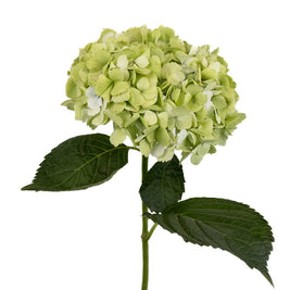 GREEN HYDRANGEAS