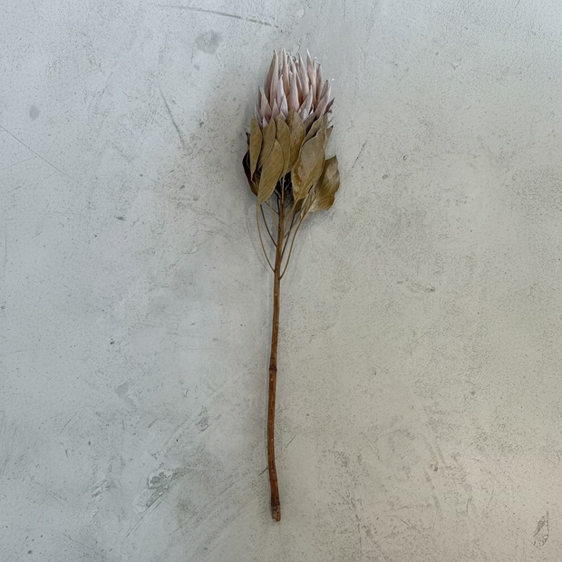King protea - Large leaf