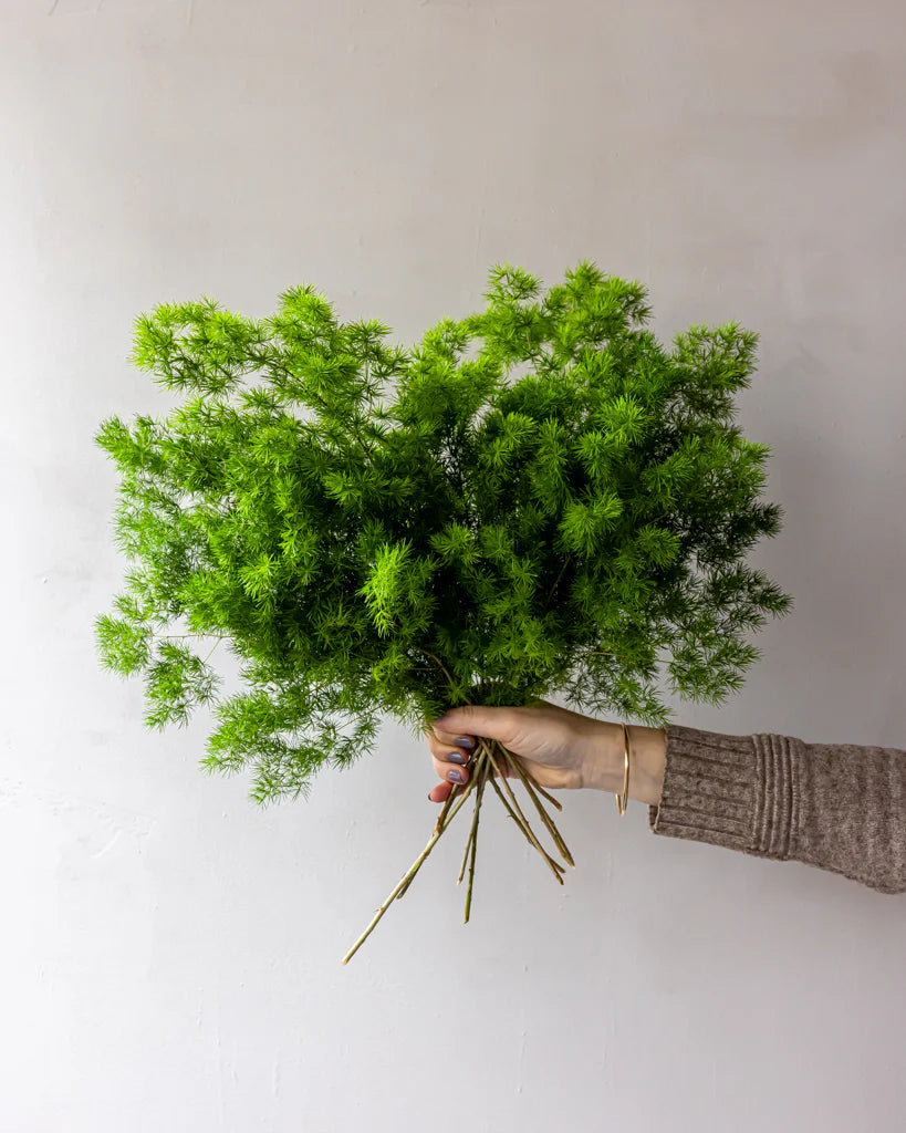 GREEN MING FERN
