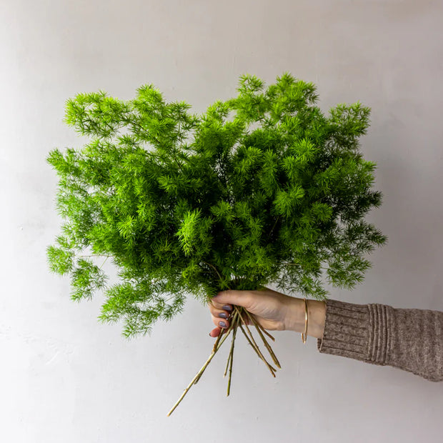 GREEN MING FERN