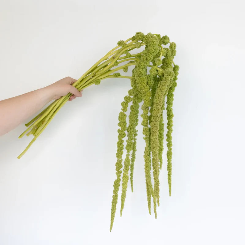 GREEN AMARANTHUS