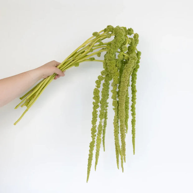 GREEN AMARANTHUS