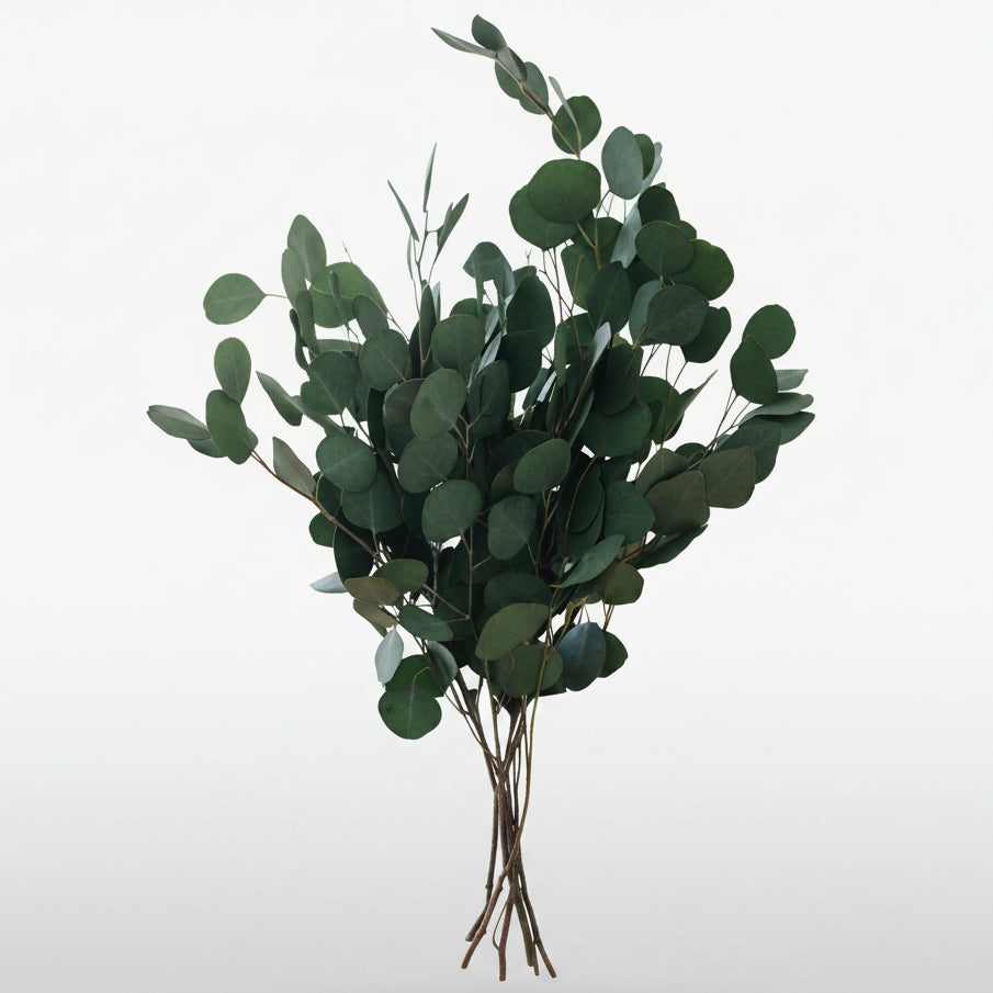 TEAL EUCALYPTUS