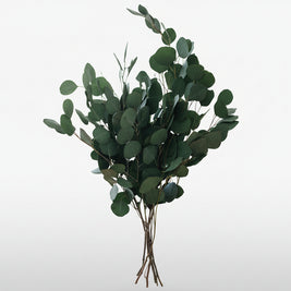 TEAL EUCALYPTUS